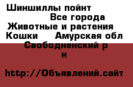 Шиншиллы пойнт ns1133,ny1133. - Все города Животные и растения » Кошки   . Амурская обл.,Свободненский р-н